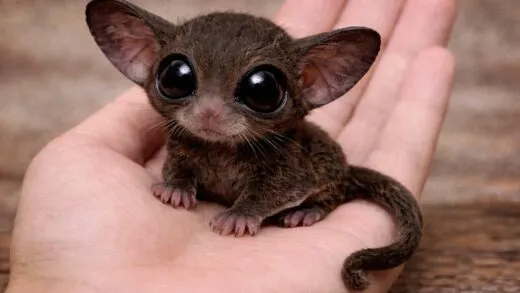 Загадка пухнастого знайденця: історія незвичного порятунку - 9 Березня, 2026