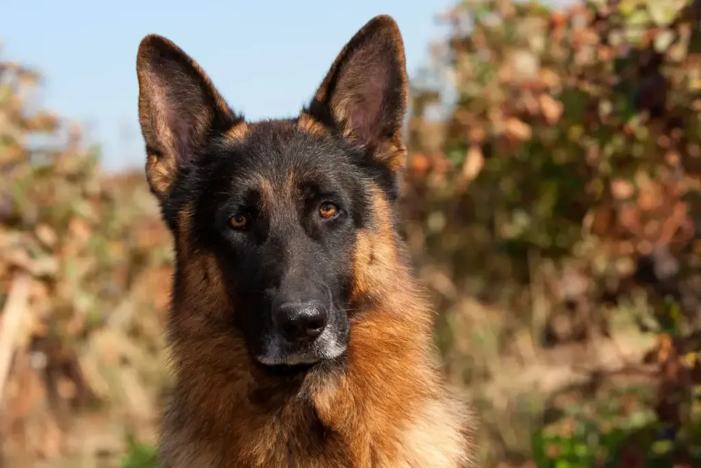 The Silent Guardian: Why Sometimes You Need to Trust Your Pet | April 26, 2026