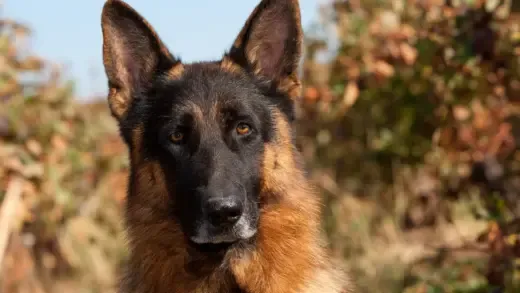 The Silent Guardian: Why Sometimes You Need to Trust Your Pet - March 14, 2026