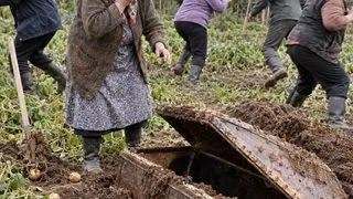 80-річна бабуся копала картоплю й викопала труну | 15 Вересня, 2026