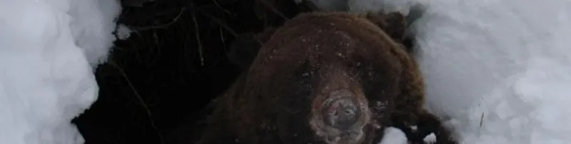 К чему снится Берлога