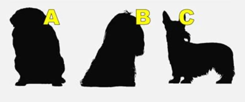 Тест на знание пород собак