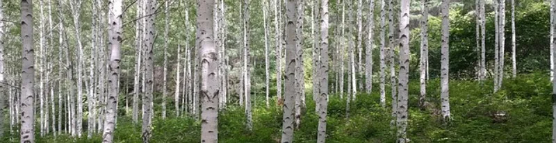 К чему снится береза